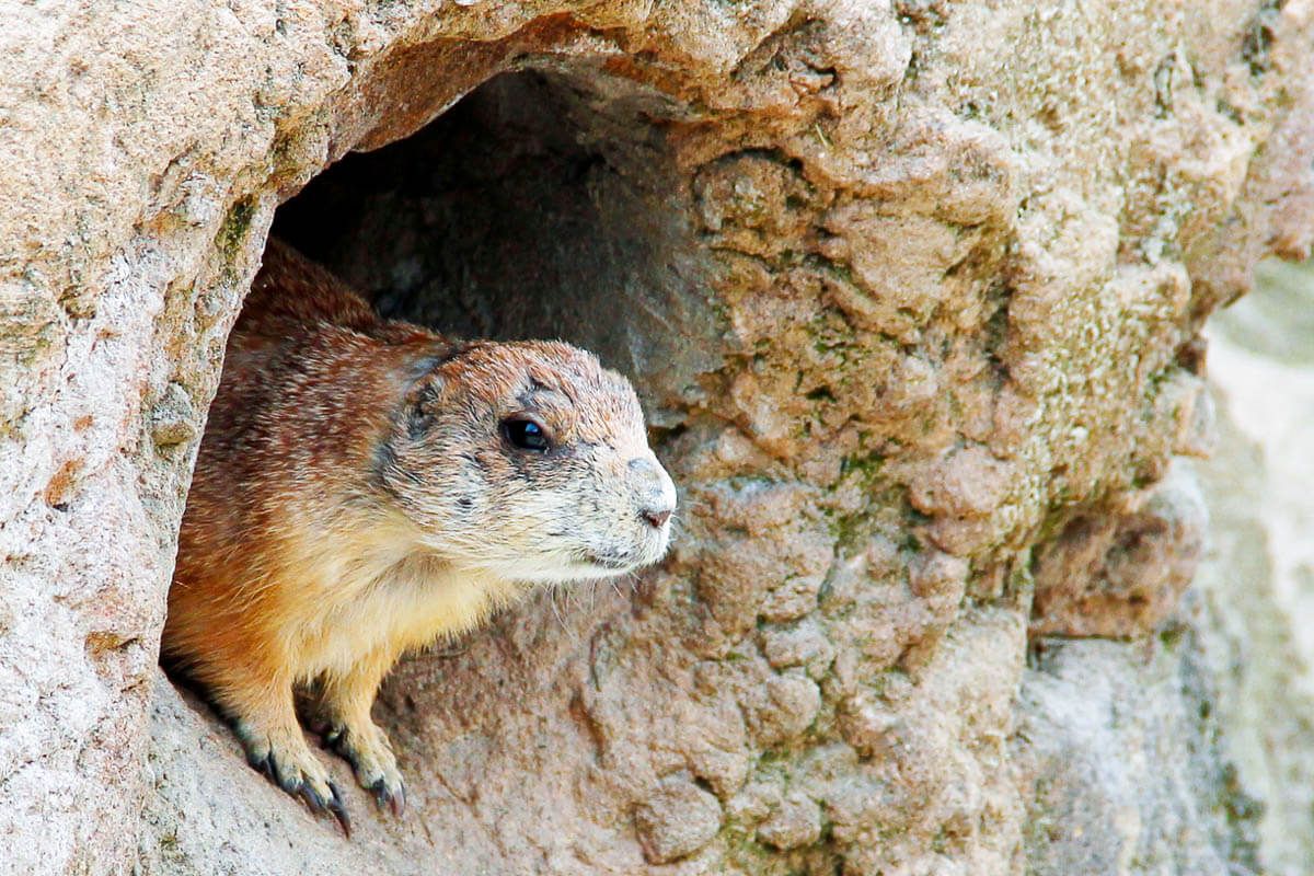 A Black-tailed prairie dog looks out of his tree hole.