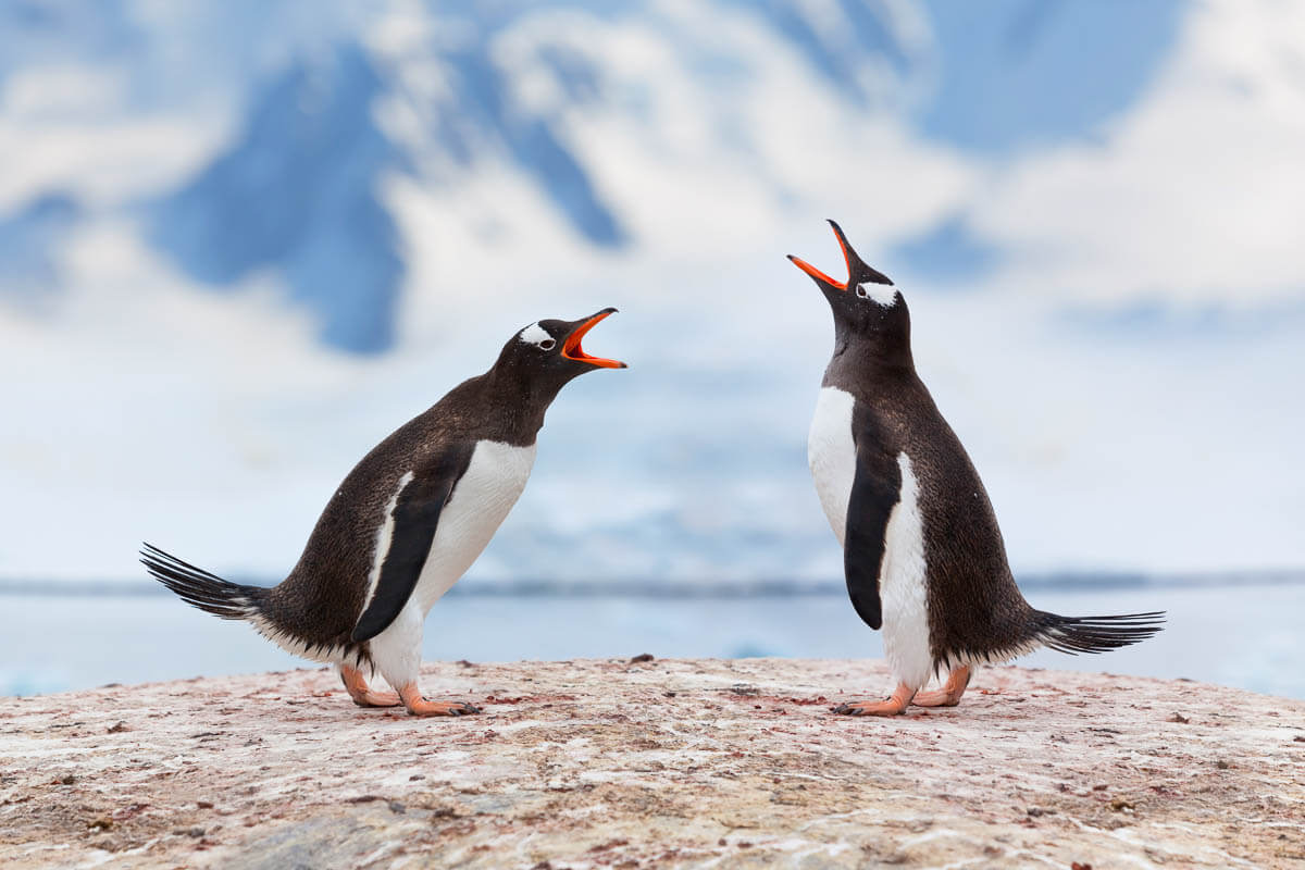 Antarctica gentoo penguins together.