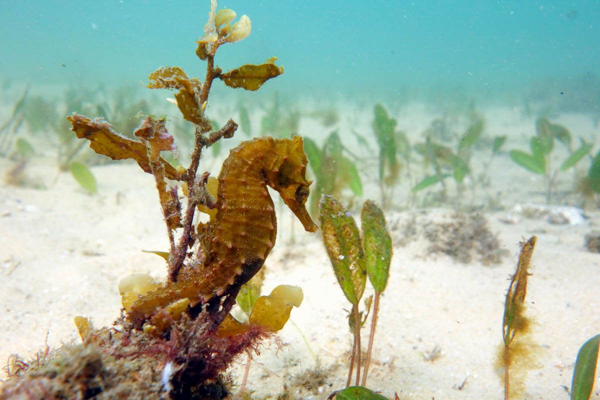 White's Seahorse holding on to a sea plant.
