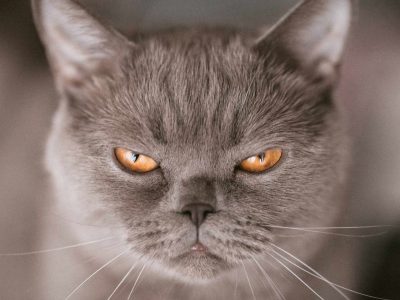 Understanding The Angry Cat Dream Meaning