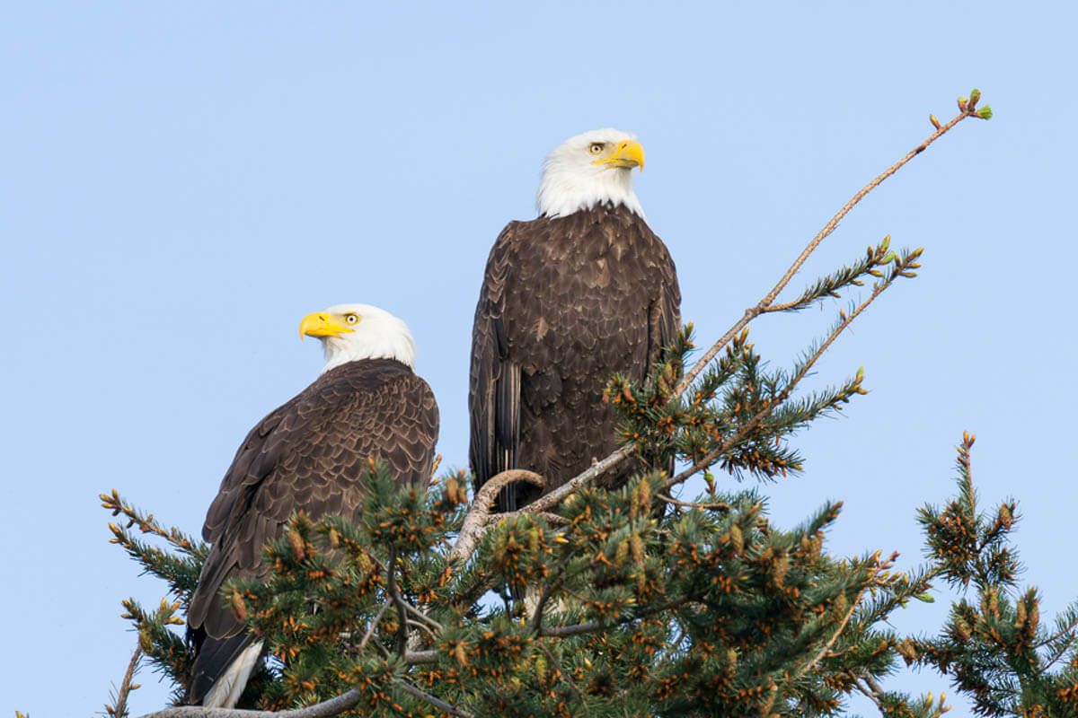 Pair of bald eagles perched in a treetop.