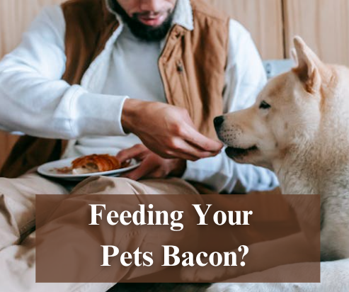 can cats have bacon can dogs eat turkey bacon