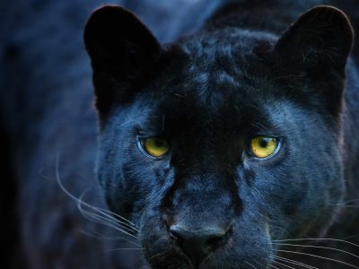 Understading Your Black Panther Dream Meaning