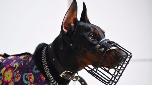 What are the Benefits, Types, and Tips for Using Dog Muzzles?