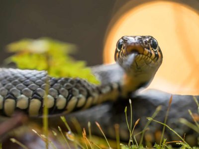 The Spiritual Meaning of Being Chased by a Snake in a Dream