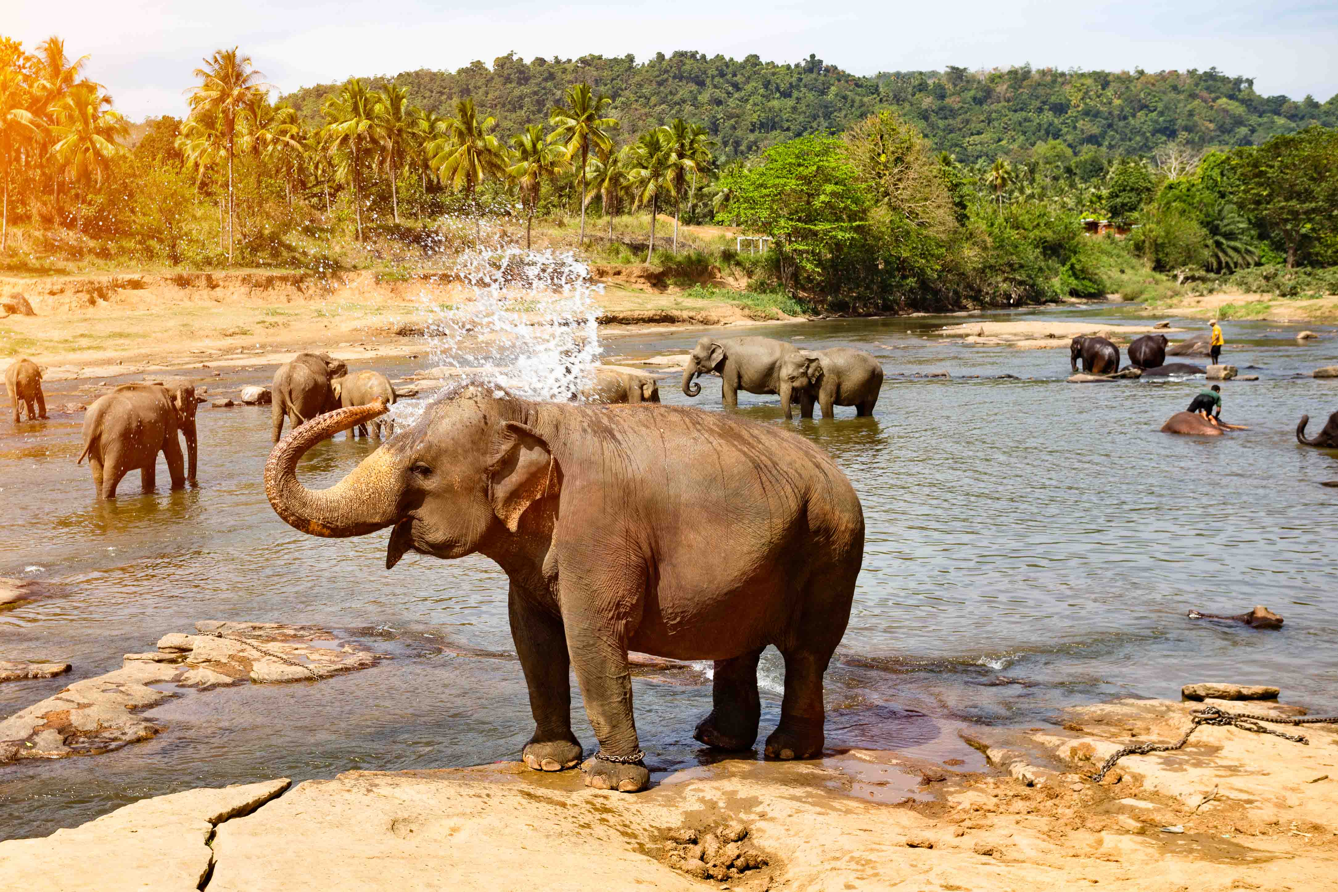 Elephants bathing in the river.