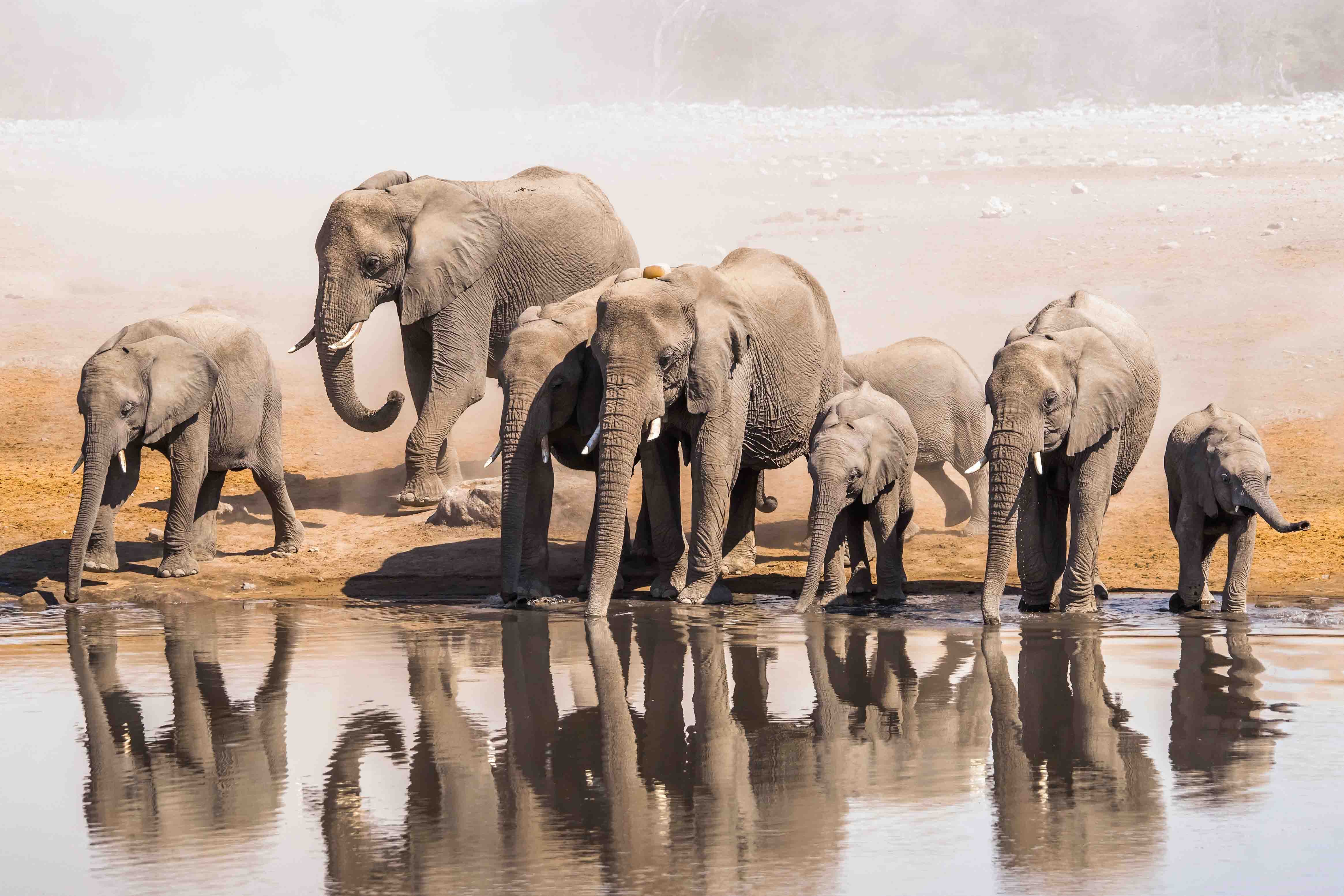A family of African elephants drinking at a waterhole.
