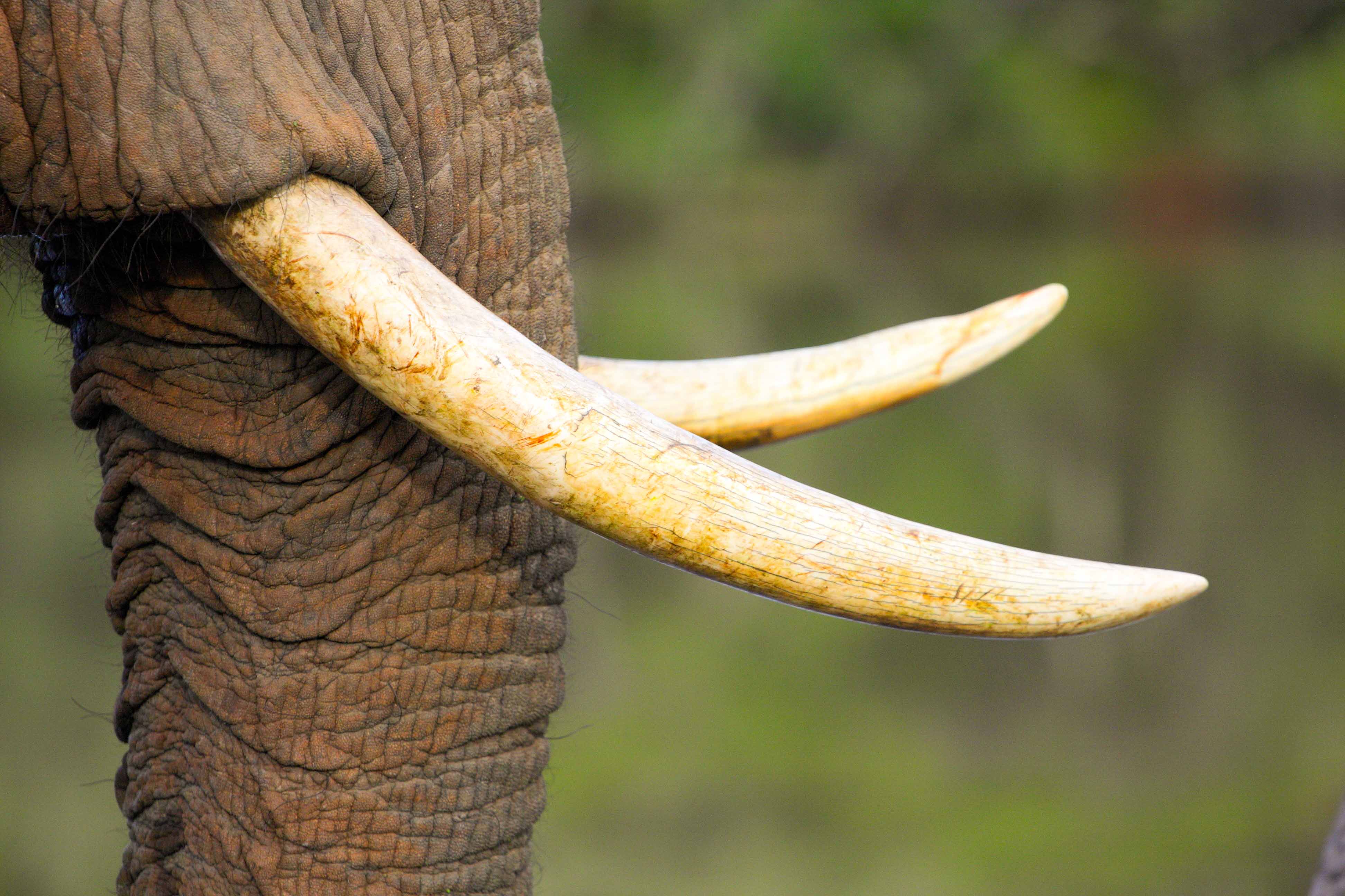 A close up abstract image of an elephants tusks.