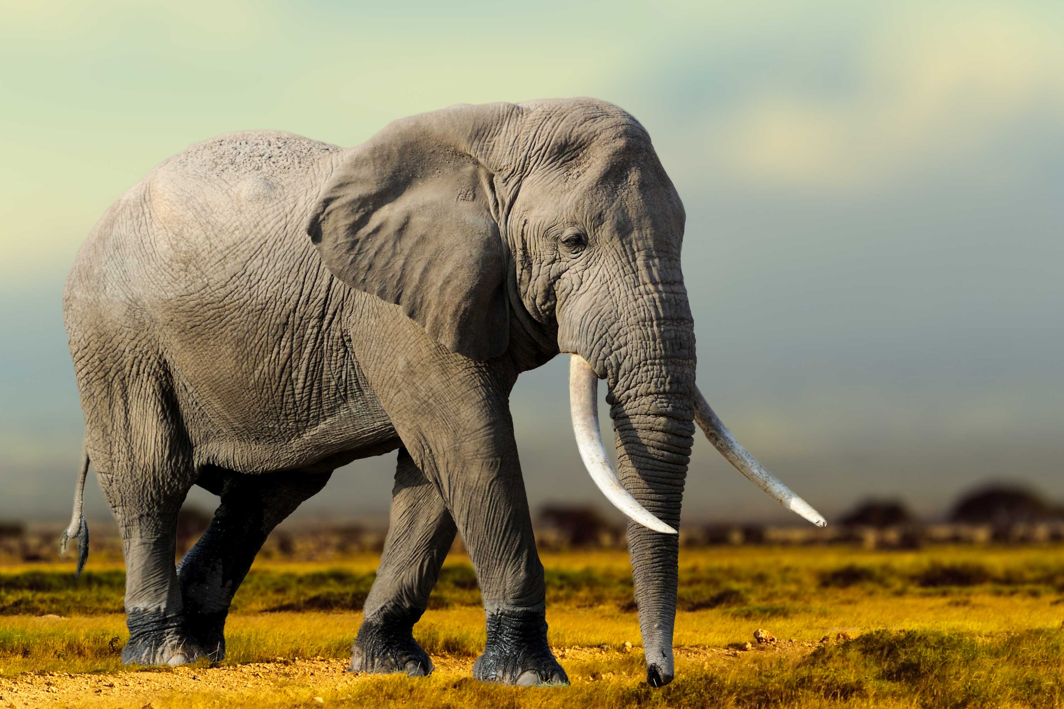 African Elephant in Masai Mara National Park.
