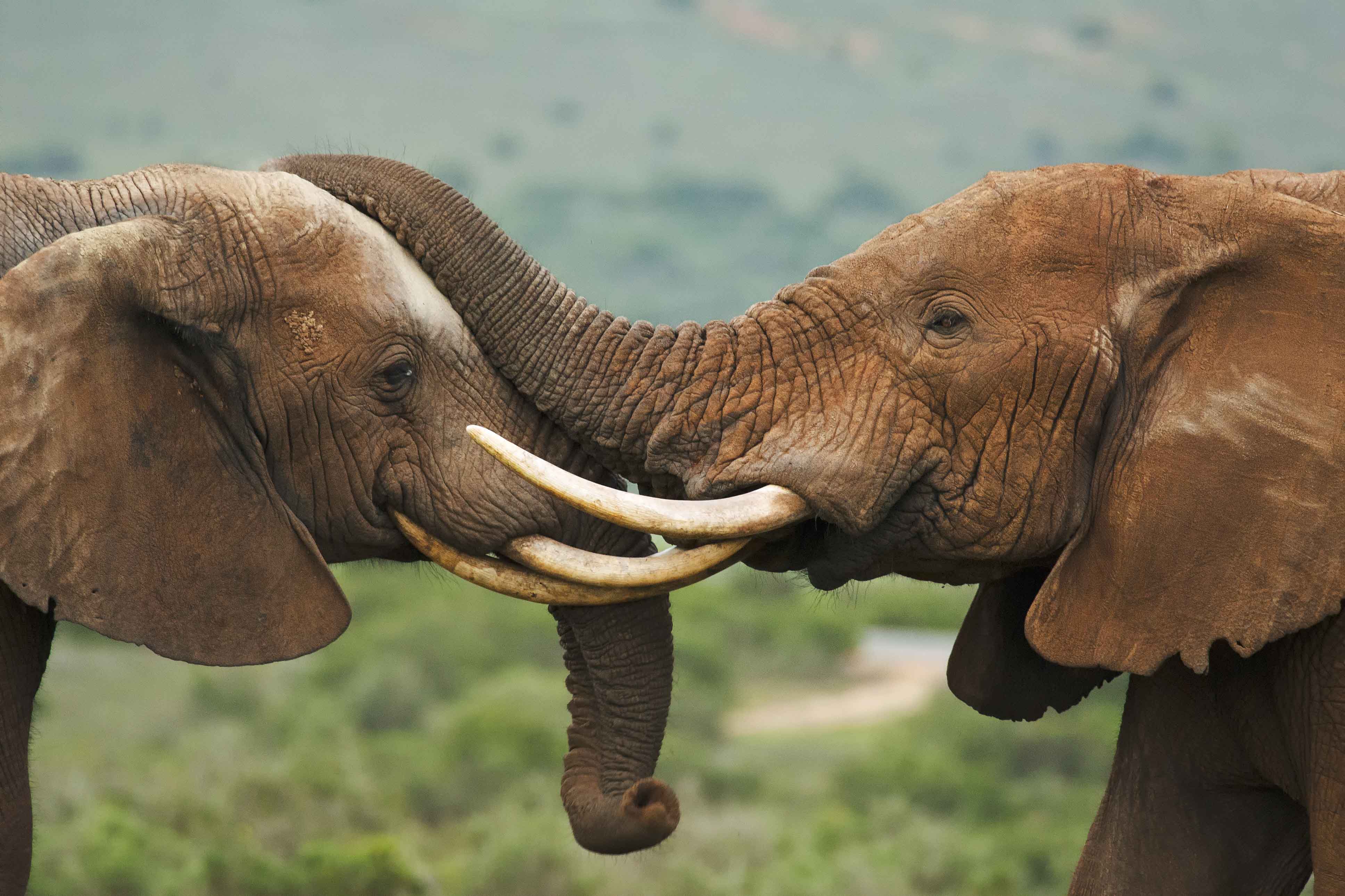 Two elephants up close with one another.