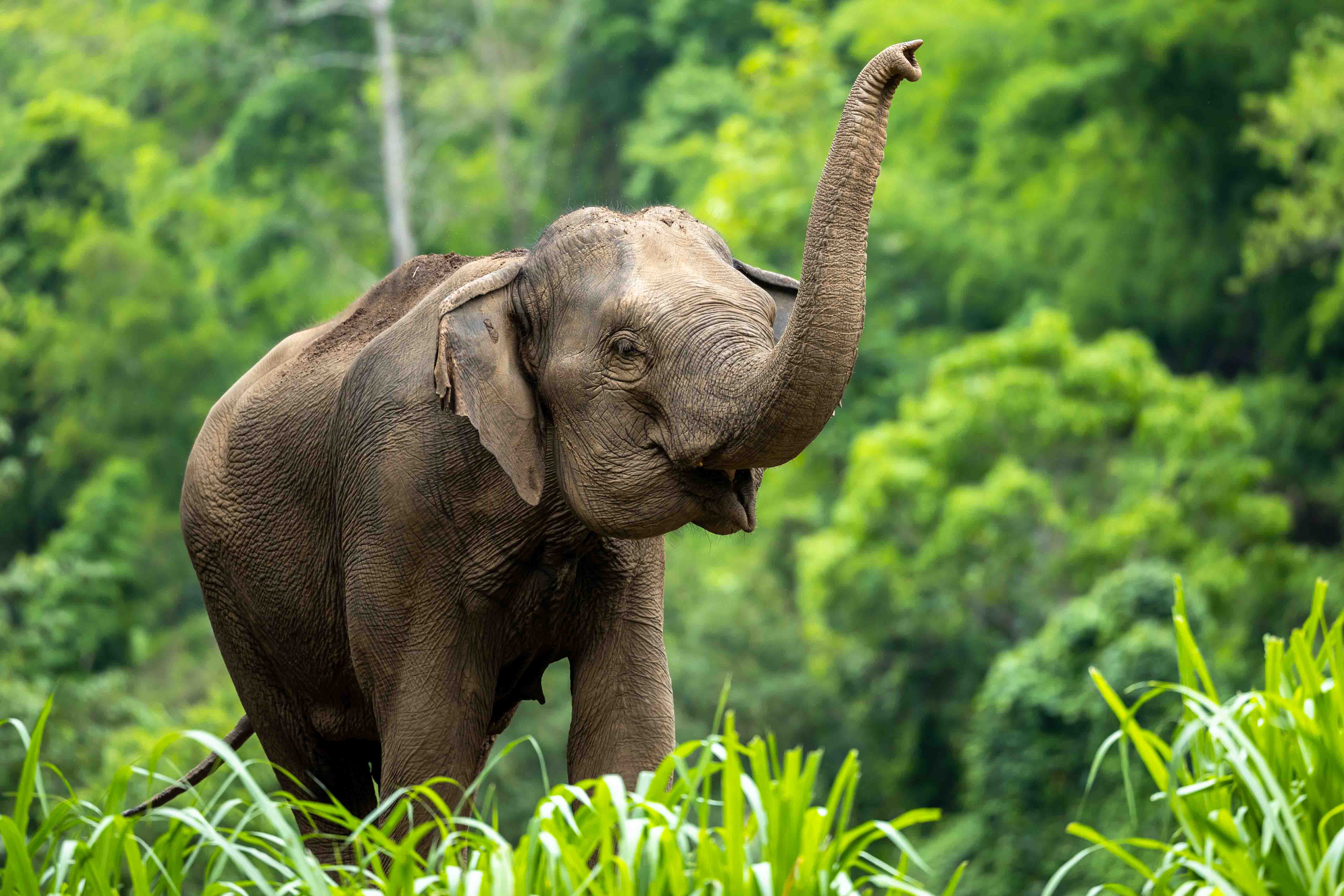 Elephant in Thailand.