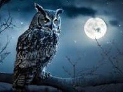 Are You A Night Owl?