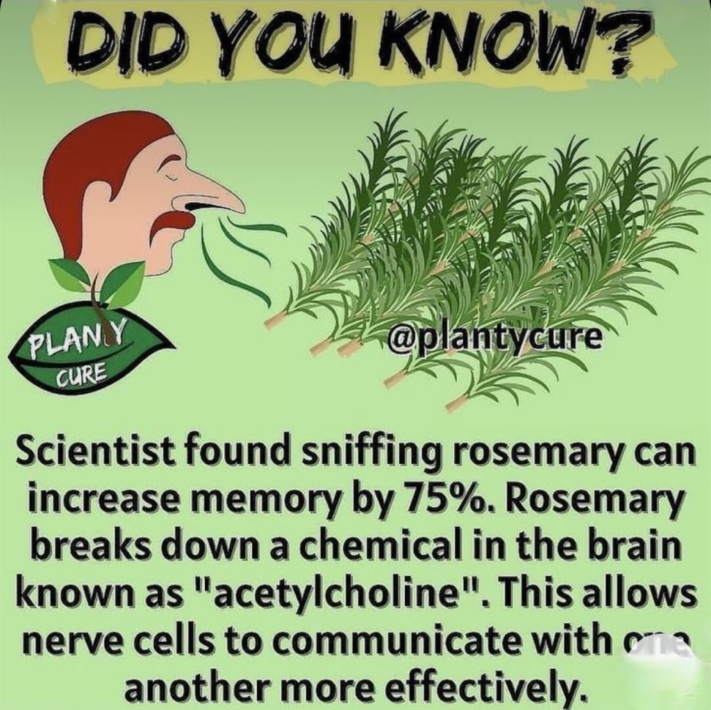 Did You Know – Rosemary