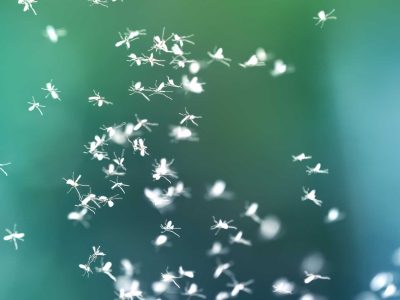 Understanding the Spiritual Meaning of Seeing Flies in a Dream