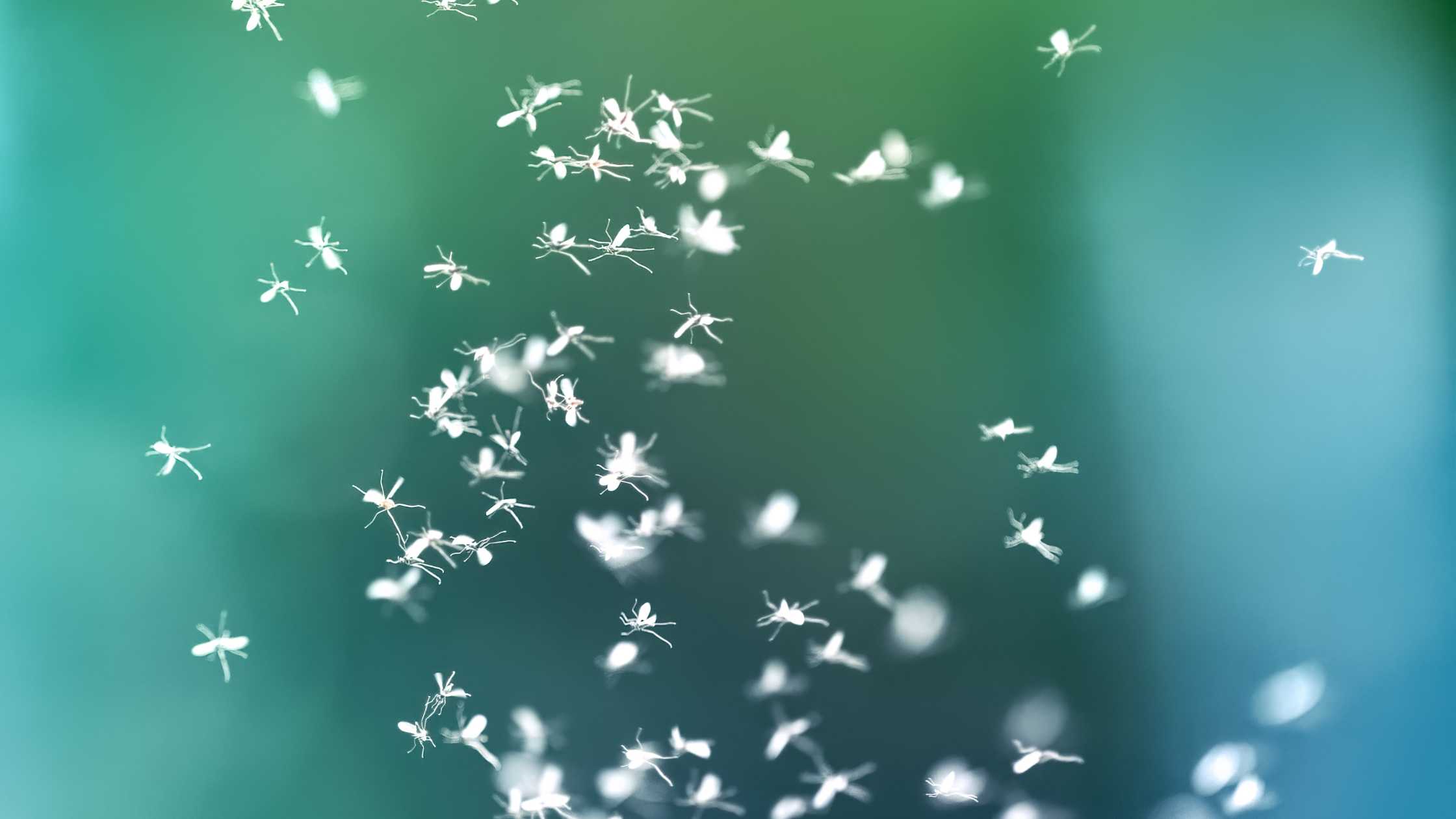 Understanding the Spiritual Meaning of Seeing Flies in a Dream